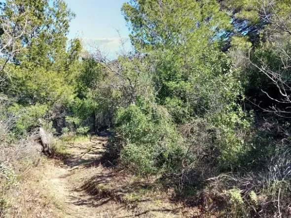 #23177 Terreni agricoli nel comune di San Bartolomeo al Mare