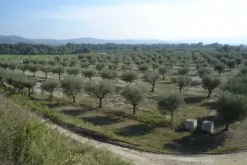 #4731 Terreni con lago e struttura grezza