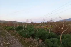 #2537152 Terreno agricolo
