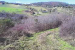 #11439 Terreno agricolo