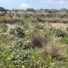 Terreno agricolo a Dolianova