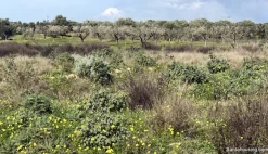 Terreno agricolo a Dolianova