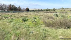 Terreno agricolo a Dolianova