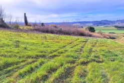 #25516 Terreno agricolo collinare