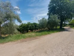 #2536079 Terreno agricolo di circa 110 ettari con fabbricati annessi