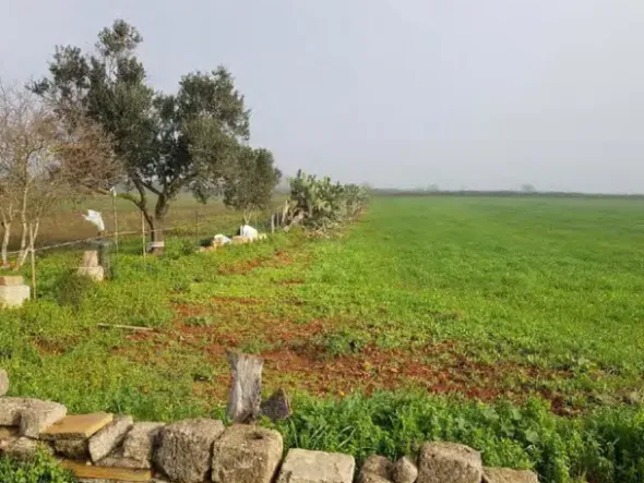 #23972 Terreno agricolo di 10.734 mq