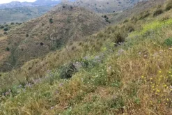 #18177 Terreno agricolo di 111.100 mq