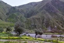 #18173 Terreno agricolo di 8.600 mq