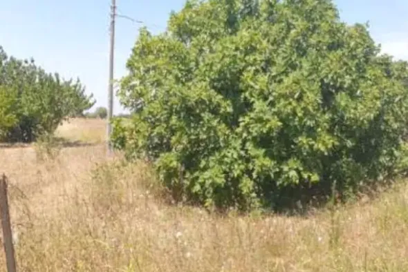 #13594 Terreno agricolo di 7925 mq