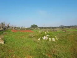 #23969 Terreno agricolo di 22.063 mq