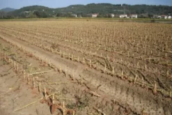 #24234 Terreno agricolo di 75585mq