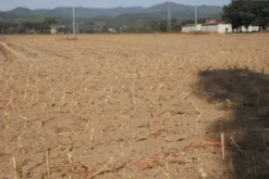 #24233 Terreno agricolo di 16906mq