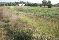 #24233 Terreno agricolo di 16906mq