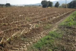 #24233 Terreno agricolo di 16906mq