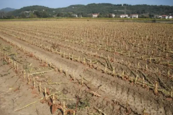 #24233 Terreno agricolo di 16906mq