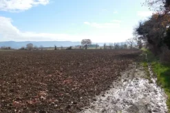 #4746 Terreno agricolo di 9.900 mq