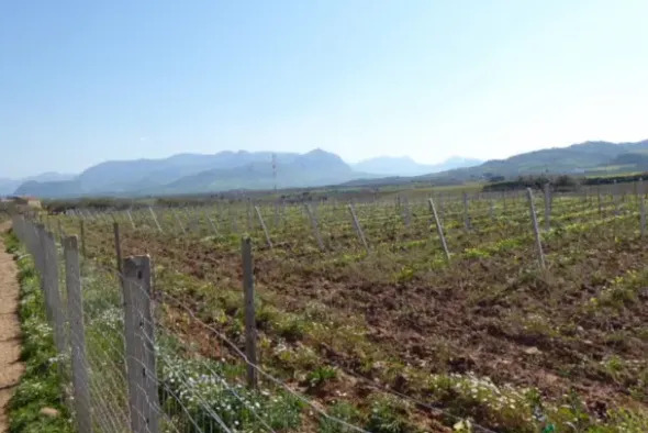 #25488 Terreno agricolo di 54.382 mq