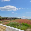 #25844 Terreno agricolo di 26.047 mq coltivato ad agrumeto e oliveto