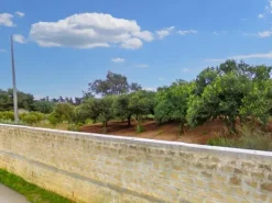 #25844 Terreno agricolo di 26.047 mq coltivato ad agrumeto e oliveto