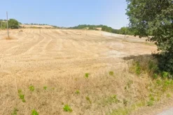 #706 Terreno agricolo (ex produttivo)