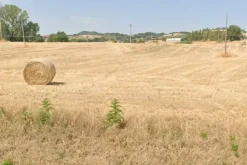 #706 Terreno agricolo (ex produttivo)