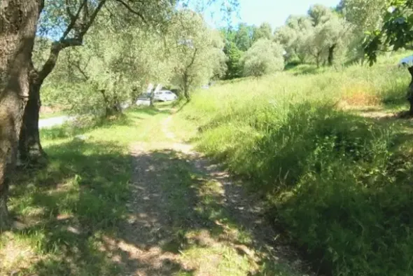 #13116 Terreno agricolo in zona residenziale collinare