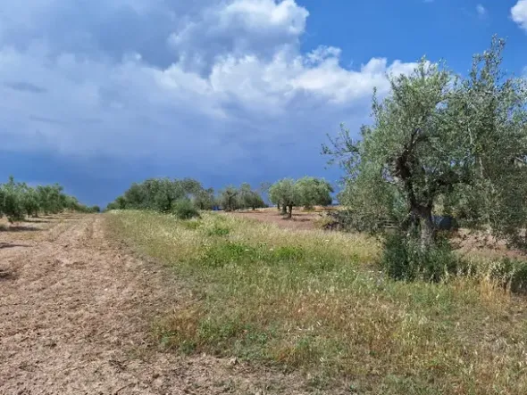 #23568 Terreno a Mazzarrone a prevalente destinazione agricola