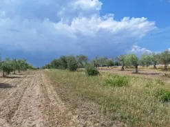 #23568 Terreno a Mazzarrone a prevalente destinazione agricola