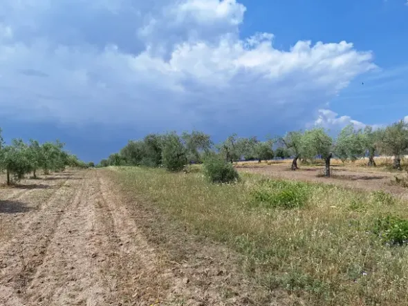 #23568 Terreno a Mazzarrone a prevalente destinazione agricola