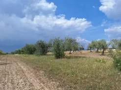 #23568 Terreno a Mazzarrone a prevalente destinazione agricola