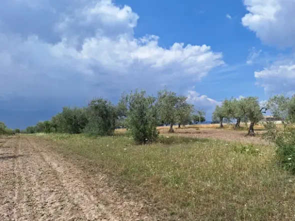 #23568 Terreno a Mazzarrone a prevalente destinazione agricola