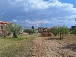 #23568 Terreno a Mazzarrone a prevalente destinazione agricola