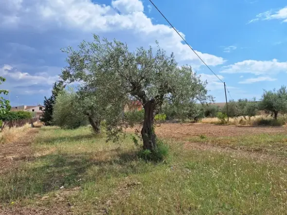 #23568 Terreno a Mazzarrone a prevalente destinazione agricola