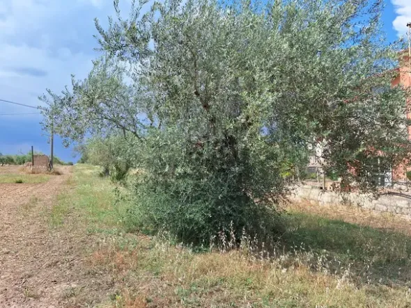 #23568 Terreno a Mazzarrone a prevalente destinazione agricola