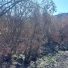 #2537151 Terreno boschivo