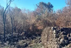#2537151 Terreno boschivo