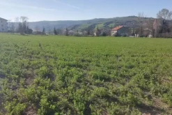 #20165 Terreno collinare residenziale di 12150 mq