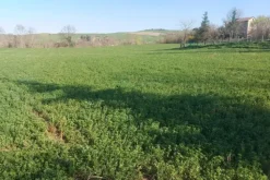 #20165 Terreno collinare residenziale di 12150 mq