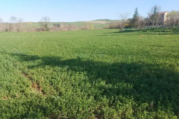 #20165 Terreno collinare residenziale di 12150 mq
