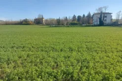 #20165 Terreno collinare residenziale di 12150 mq