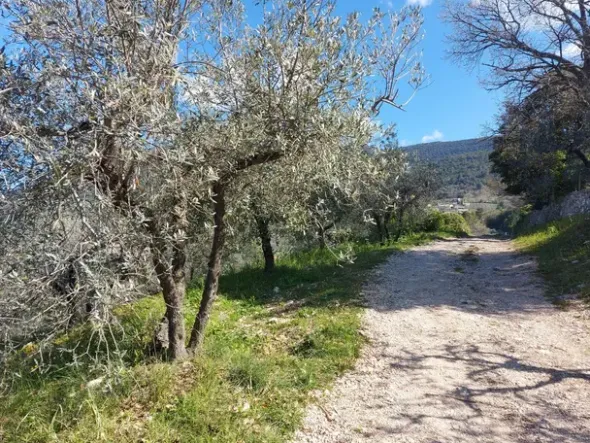 #20508 Terreno con fabbricato da ripristinare