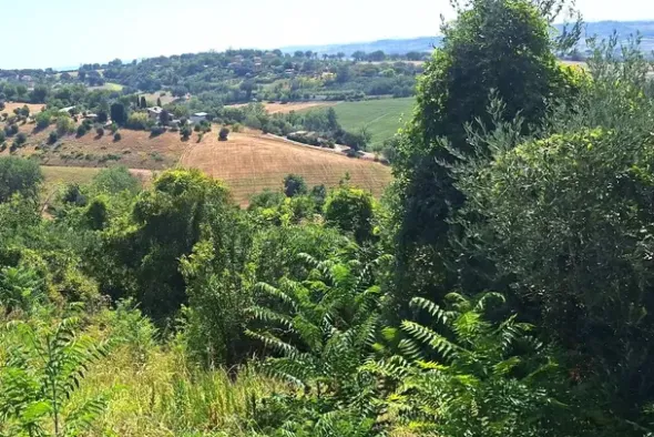 #24123 Terreno edificabile a sviluppo residenziale