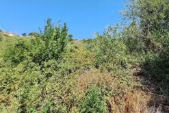 #24123 Terreno edificabile a sviluppo residenziale
