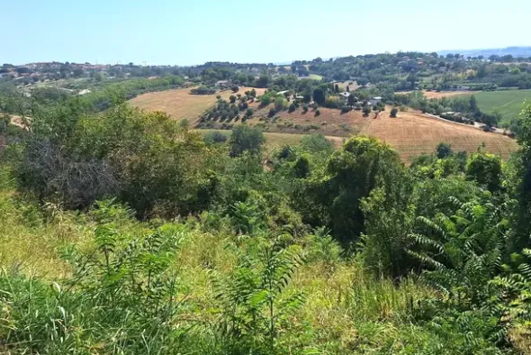 #24123 Terreno edificabile a sviluppo residenziale