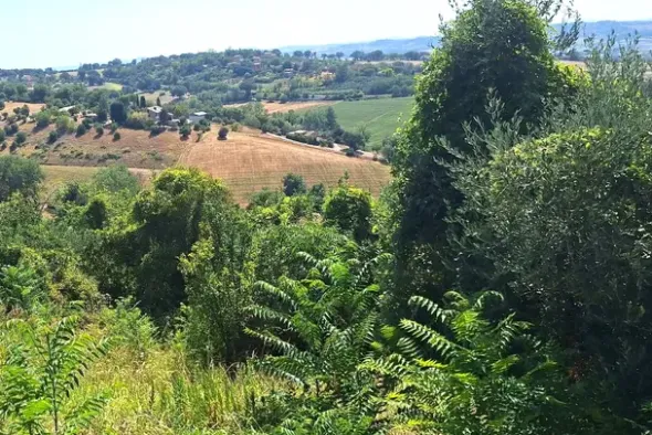 #24123 Terreno edificabile a sviluppo residenziale