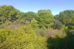 #20006 Terreno edificabile in zona artigianale