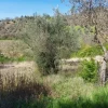 #12302 Terreno edificabile residenziale e agricolo di 5.805 mq