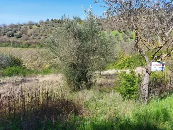 #12302 Terreno edificabile residenziale e agricolo di 5.805 mq