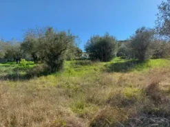 #12302 Terreno edificabile residenziale e agricolo di 5.805 mq