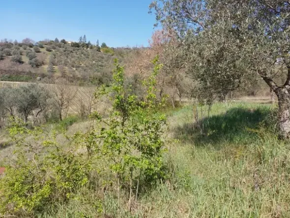 #12302 Terreno edificabile residenziale e agricolo di 5.805 mq